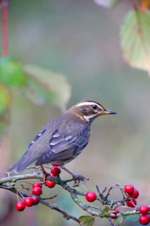 Redwing