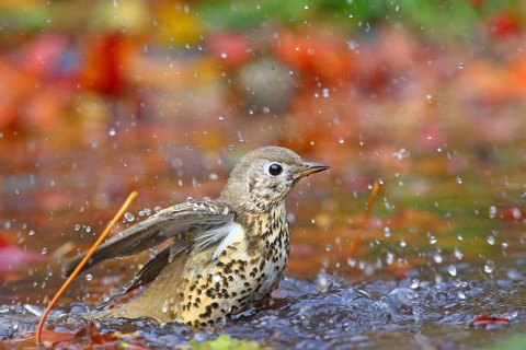 Mistle thrush