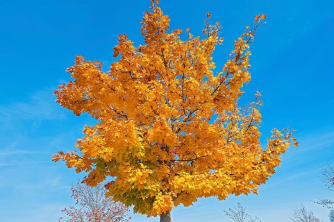Autumn maple