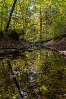 Deciduous trees reflected in a water-based paint in the forest