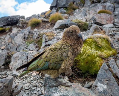 Kea