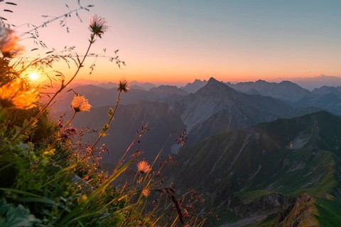 Sunrise over Lechtal Alps with faded alpine cowbell