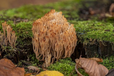 Artomyces pyxidatus