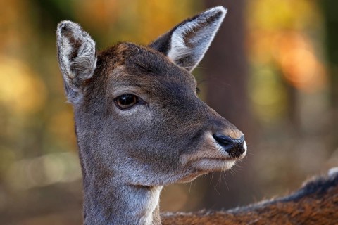 Fallow deer