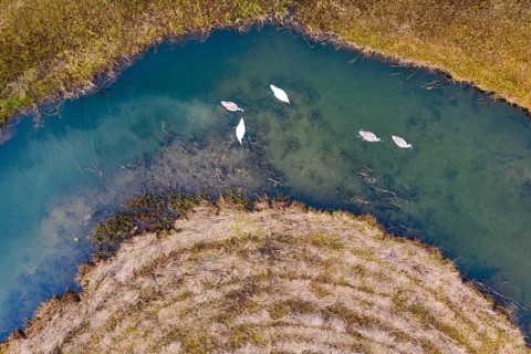 Natural course of the Zellerache river from the Irrsee with swans