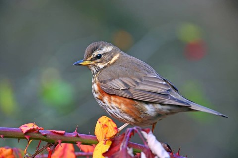 Redwing