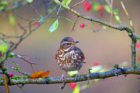 Redwing
