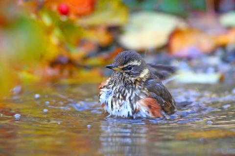 Redwing