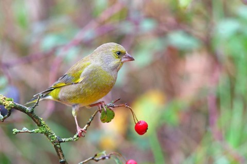 European greenfinch