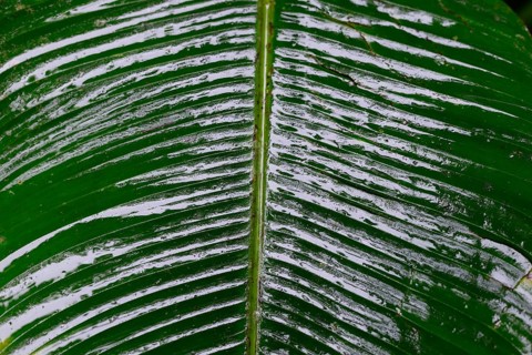 Wet leaves in tropical rainforest