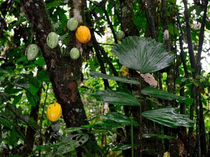 Fruits on a cocoa tree