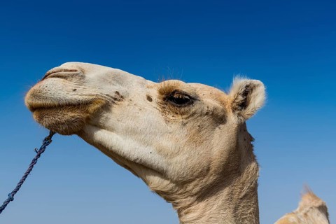 Camel at the Animal market