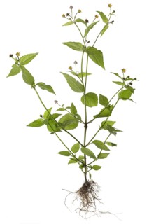 Quickweed