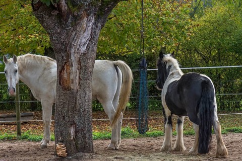White horse and a Piebald pony on a riding stable