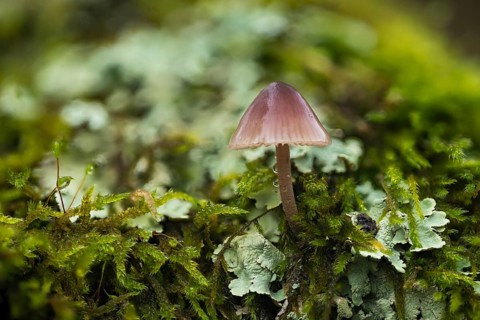 Stump fairy helmet