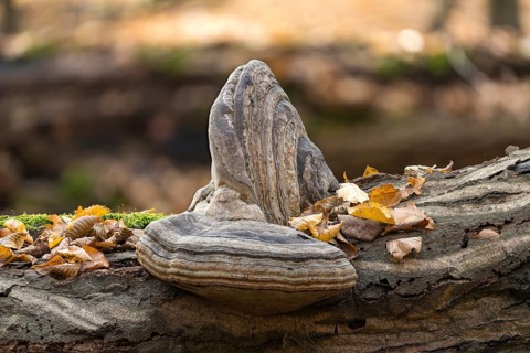 Tinder Fungus