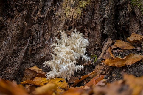 Coral tooth fungus