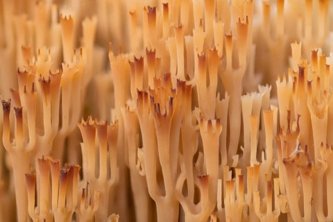 Artomyces pyxidatus