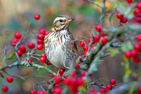 Redwing