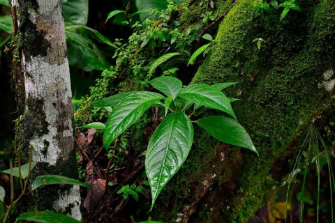 Wet leaves in tropical rainforest