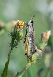 Bow-winged grasshopper