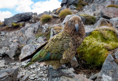 Kea