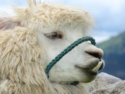 Alpaca