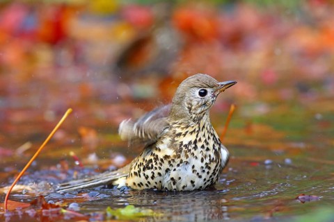 Mistle thrush