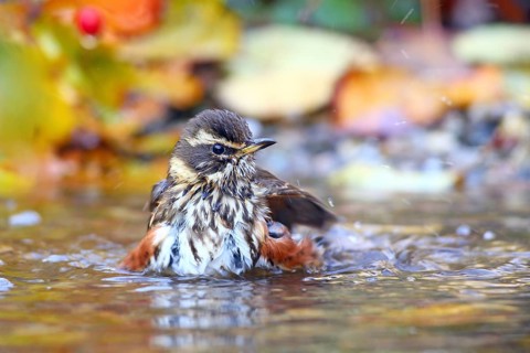 Redwing