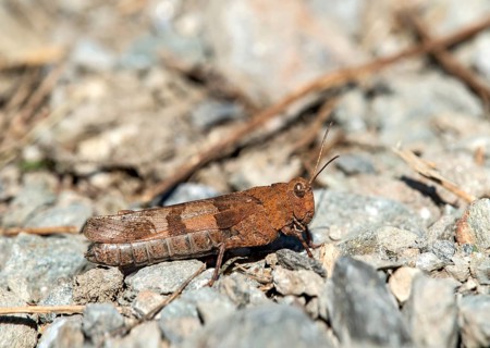 Blue-winged grasshopper