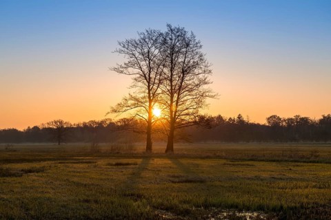 Sunrise in the Moenchbruch Nature Reserve
