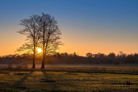 Sunrise in the Moenchbruch Nature Reserve