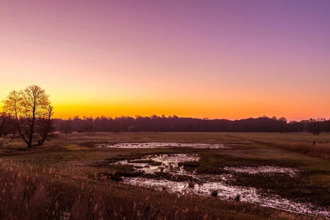 Sunrise in the Moenchbruch Nature Reserve