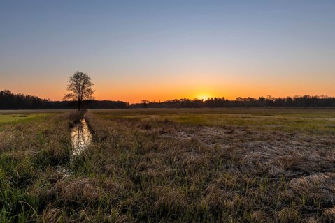 Sunrise in the Moenchbruch Nature Reserve