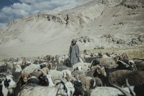 Man standing in the middle of a flock of sheep