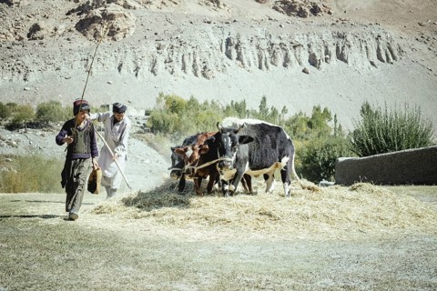 Boy and man threshing grain with three oxen on a threshing floor