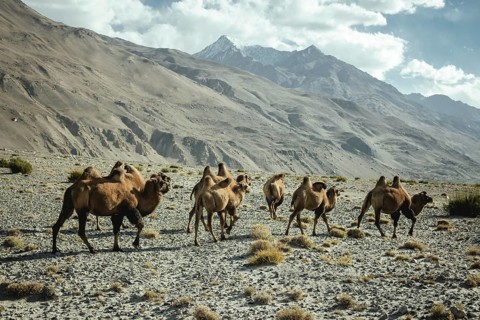 Bactrian camels
