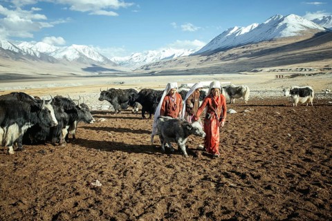 Two woman bring a calf to the mother in the pasture