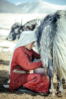 Woman milking a yak