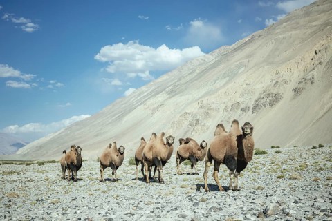 Bactrian camels