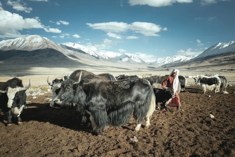 Woman leads a yak calf to its mother