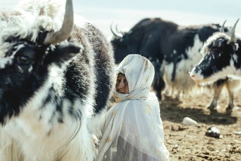 Woman milking a yak