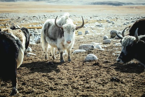 Yak