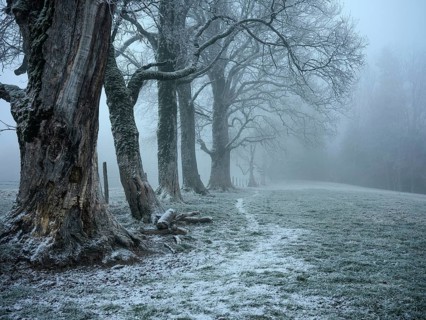 Old tree population