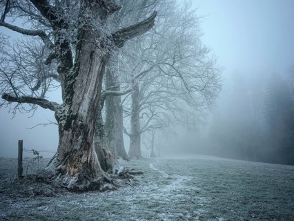 Old tree population