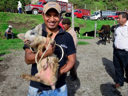 Young man offers piglets at the weekly cattle market