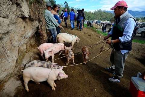 Indigenous man with piglet on a leash at the weekly cattle market