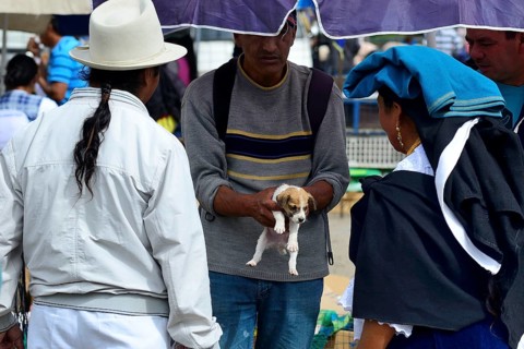 Sale of a dog puppy at the weekly cattle market