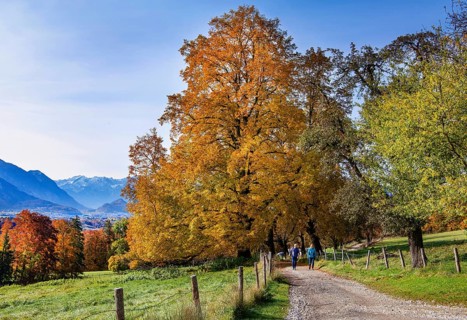 Hiking trail near Guglhoer above the Murnauer moss