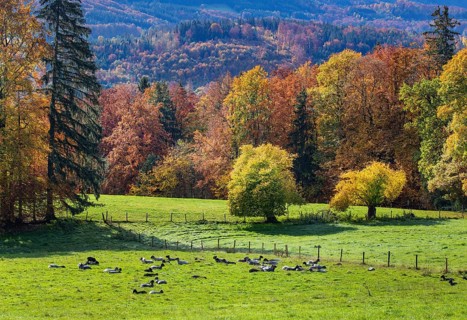 Autumn landscape with sheep pasture near Guglhoer
